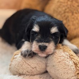 Pauper - Black and silver male Miniature Schnauzer puppy in Auburn, Georgia from Very Special Mini Schnauzers
