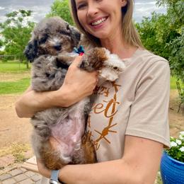 Bernedoodle Puppies from Dulcito Bernedoodles