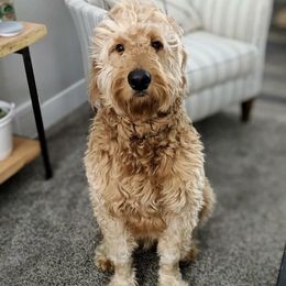 Goldendoodles from Toomeys Doodles