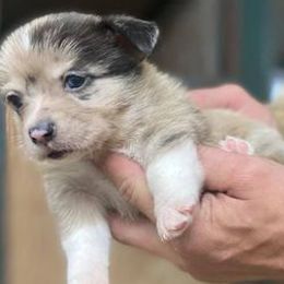 American Corgis and Pembroke Welsh Corgis from Cass County Corgi’s