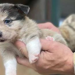 American Corgis and Pembroke Welsh Corgis from Cass County Corgi’s