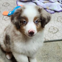 Rosie Boy 2 - Red merle male Miniature Australian Shepherd puppy in Hampton, Tennessee from TC Farms Stock Dogs - Miniature Australian Shepherds