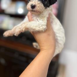 Oreo - Parti female Goldendoodle puppy in Anderson, South Carolina from M & L Pups