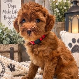 Sparkle - Red Collar - Apricot female Goldendoodle puppy in Huntsville, Alabama from Falcon Ridge Doodles
