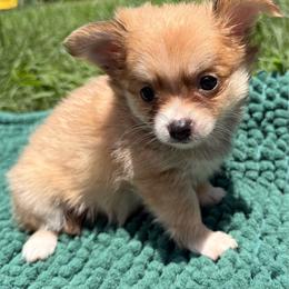 Matilda - Merle female Chihuahua puppy in Sherwood, Arkansas from Bartelt Breeders