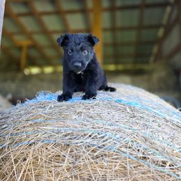Orange K von Charry - Black male German Shepherd puppy in Midway, Kentucky from Von Charry German Shepherd’s