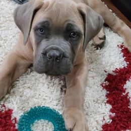 Cane Corso Puppies from Burlap N Lace Cane Corso's