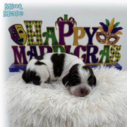 Krewe - Buff and white male Cocker Spaniel puppy in Texarkana, Texas from K&M Cocker Spaniels