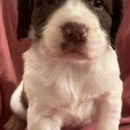 English Springer Spaniels from Clanton Doodles