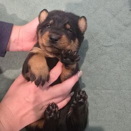 Brown - Black and rust female Beauceron puppy in Batavia, New York from Oakland Beaucerons