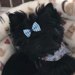 No short name - Yorkshire Terrier