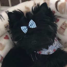 No short name - Yorkshire Terrier