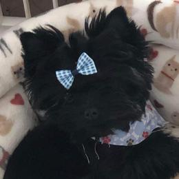 No short name - Yorkshire Terrier