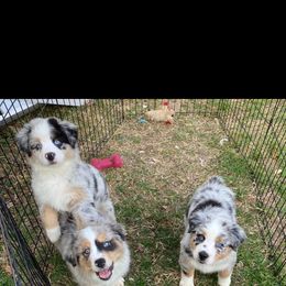 Aussiedoodle and Miniature Australian Shepherd Puppies from Puppies with Attitude