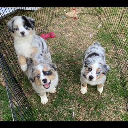 Aussiedoodle and Miniature Australian Shepherd Puppies from Puppies with Attitude