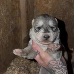 Boy 3 - Gray and white male Siberian Husky puppy in Iron River, Wisconsin from Wiemeri Siberians