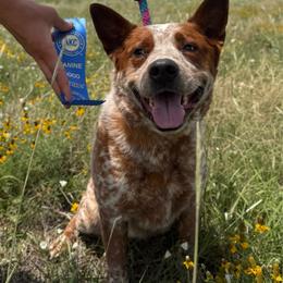 Blaze CGC - Red mottled male Australian Cattle Dog puppy in Fairview, Oklahoma from Flying D Kennels