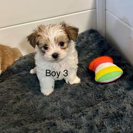 Boy 3 - Black & tan tri-color male Morkie puppy in Ocala, Florida from Hummingbird Fields