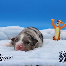 Tigger - Blue merle male Miniature Australian Shepherd puppy in Weeki Wachee, Florida from Arlington's Mini Aussies