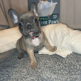 French Bulldog Puppies from Kiru Kennels