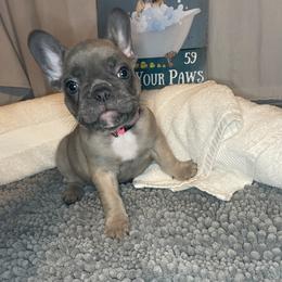 French Bulldog Puppies from Kiru Kennels