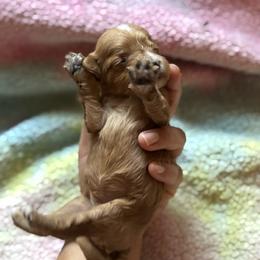 Grinchee - Apricot male Cavapoo puppy in Gainesville, Florida from Alyssa Xxweetdoodles