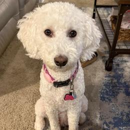 Willow - Bernedoodle