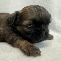 Shih Tzu Puppies from Little Miracles Shih Tzu