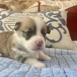 Boy 2 - White and red Pembroke Welsh Corgi puppy in Ridgeland, South Carolina from FOF Lowcountry Corgis