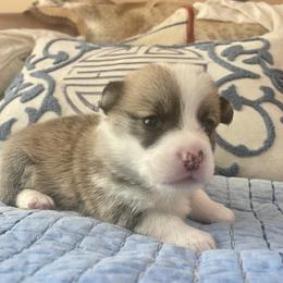 Boy 2 - White and red Pembroke Welsh Corgi puppy in Ridgeland, South Carolina from FOF Lowcountry Corgis