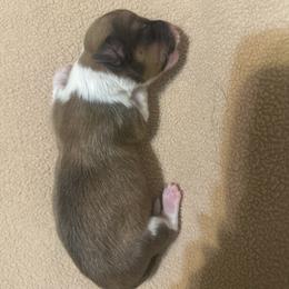 Wild Bill - Sable male Pembroke Welsh Corgi puppy in Huntington, Texas from Flower Hill Farm