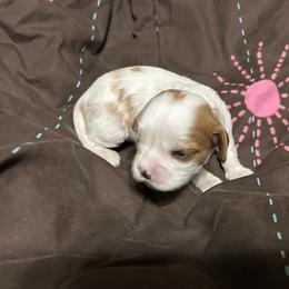 Hope - Blenheim female Cavalier King Charles Spaniel puppy in Fairmount, Indiana from Dream Maker Cavaliers