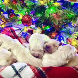 Pick 1 - Light golden male Golden Retriever puppy in Deer Lodge, Tennessee from SelahGold