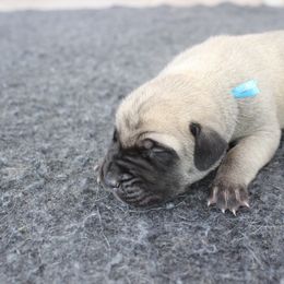 Mastiff Puppies from Fire Creek Mastiffs