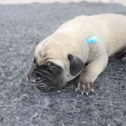 Mastiff Puppies from Fire Creek Mastiffs