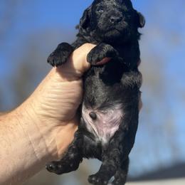 Midnight - Black male Poodle puppy in Anderson, South Carolina from Stephanie’s Signature Poodles inspired by Sherry Lynn LLC