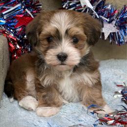 Mulberry - Red sable male Havanese puppy in Wappapello, Missouri from Titanium Havanese LLC