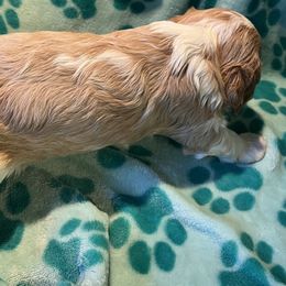 Freddie - Blenheim male Cavalier King Charles Spaniel puppy in Warren, Maine from Cloud Nine Cavaliers