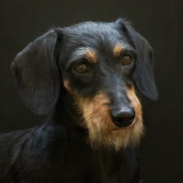 Dachshunds from MoonLight Dachshunds