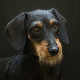 Dachshunds from MoonLight Dachshunds