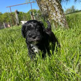 Peter - Black male Schnoodle puppy in Lathrop, Missouri from RR Schnoodles