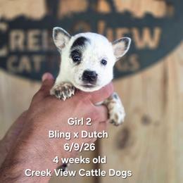 Girl 2 - Blue mottled female Australian Cattle Dog puppy in Monroe, North Carolina from Creek View Cattle Dogs