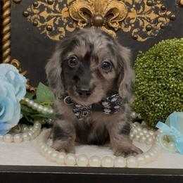 Cole - Dapple male Dachshund puppy in Collins, Georgia from Liberty Longhair Dachshunds