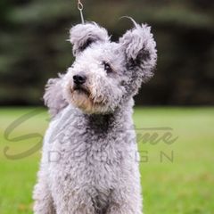 Casper - Pumi