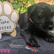 Pink Girl - Black female Standard Schnauzer puppy in Bowie, Maryland from Songbird Standard Schnauzers