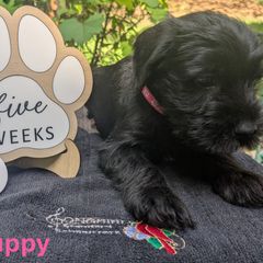 Pink Girl - Black female Standard Schnauzer puppy in Bowie, Maryland from Songbird Standard Schnauzers
