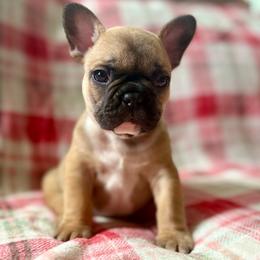 Sylvester - Fawn male French Bulldog puppy in Greeley, Colorado from Mandy Moon French Bulldogs