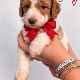 Jessie(Red) - Parti female Poodle puppy in Stuart Fl, Florida from Lincoln & Lady Co.