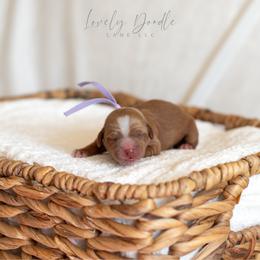 Lavender Collar Girl - Caramel red female Australian Labradoodle puppy in Thousand Oaks, California from Lovely Doodle Lane