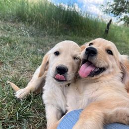 Golden Retriever Puppies from The Wildfire Ranch